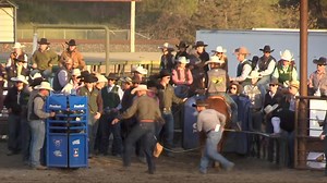 4.4K views · 61 reactions | We continue our countdown to Poly Royal with Steer Wrestling 101  This years Steer Wrestling is brought to you by Bank of Baker! Check out this video to learn more about the event! | Cal Poly San Luis Obispo Rodeo Team | Facebook
