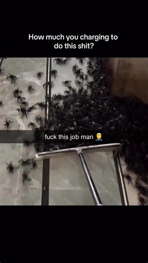 Fear factor ass crib #spiders #arachnophobia #fyp #foryou | fear factor