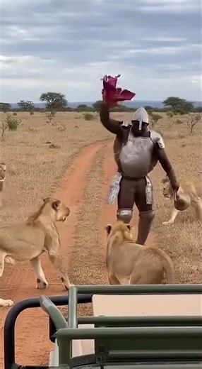 Most DANGEROUS Safari Feeding Ever? 😱🥩#funnyshorts #funnyanimals #lion