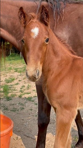 This Baby Horse Is SO CUTE 🥰 #shorts #foal #babyhorse #horse #horselover #MFT #gaitedhorse