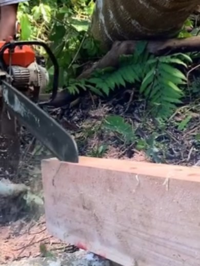 Replying to @spearheadmcgavin #chainsawskills #chainsawmaster #lumberjack #chainsawmill #treecut #ms070