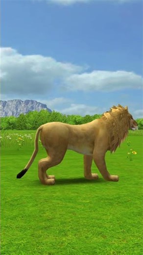 Animal video | animals tv Official | Lion