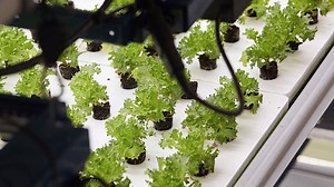 Bowery is an indoor farming startup http://tcrn.ch/2rxIPM8 | TechCrunch