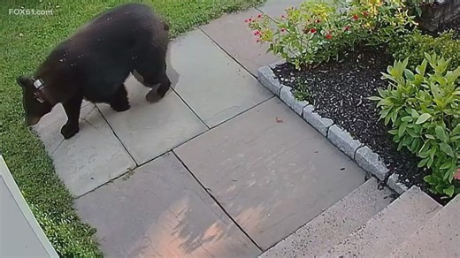 As spring arrives in Connecticut, bears return too