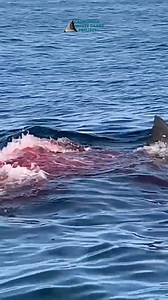 A predation event occurs when a white shark successfully captures and kills its prey. These moments are often accompanied by bird activity and a vivid plume of red blood in the water. The striking coloration is due to the physiology of pinnipeds—marine mammals such as seals and sea lions—who have evolved to store large amounts of oxygen in their blood to support deep, prolonged dives. This adaptation results in exceptionally high levels of hemoglobin, giving their blood its rich, crimson hue. Pr