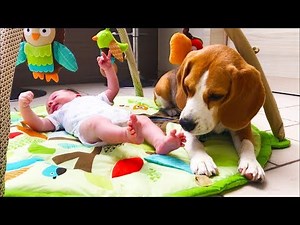 Our Beagles meet our Newborn Baby | Beagles Louie and Marie