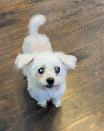 UPDATE: MITZI HAS BEEN ADOPTED!🎉 Sweet little Mitzi is looking for a retirement home. This tiny Poodle mix is around twelve years old and she weighs just five pounds. Aside from glaucoma in her left eye and a heart murmur she is in pretty good health overall. The daily eye drops she needs are fairly inexpensive and she tolerates them well. She takes Pimobendan for her heart and she is stable at this time. Mitzi recently had senior bloodwork and a dental cleaning so she is as healthy as she can 