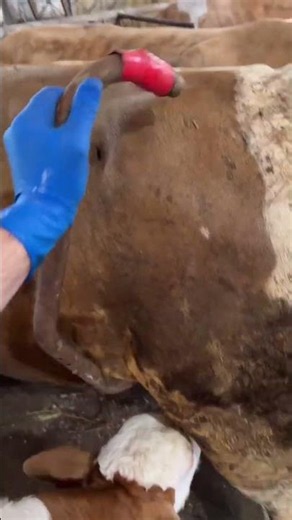 Pure Love: Sweet Cow Nursing Her Cute Calf! 🥺❤️ (USA Farm Life) #cow #farming #shortsfeed #shorts