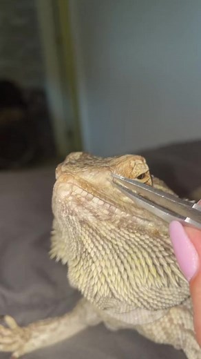 #beardeddragon #reptilerescue #reptile #reptiletiktok #animalrescue #petrescue | Bearded Dragon