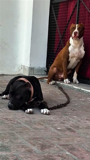 Top loyal dog breeds in the world #facts #pitbull #rottweiler #germanshepherd