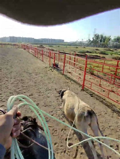 Team Roping Entrenando Practice