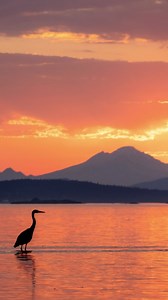 5.5K views · 2.2K reactions | Trying to get close up shots is something I’ve been focusing on way to much. One of my many shooting goals for the year is to take a step back and shoot more environmental portraits. What’s shooting goals have you set this year? . . . . . . . . . . #wildlifephotography #birdphotography #NikonCreators #nikonca #nikon_canada #canada #birdingtours #birdtours #cangeo #sharecangeo | Trav in the Bush | Facebook