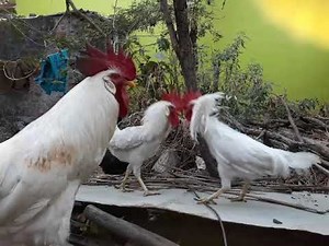 Young leghorn chicken learning fight