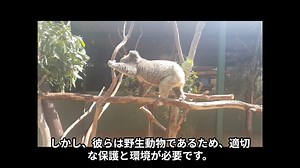 コアラってどんなどうぶつなの
