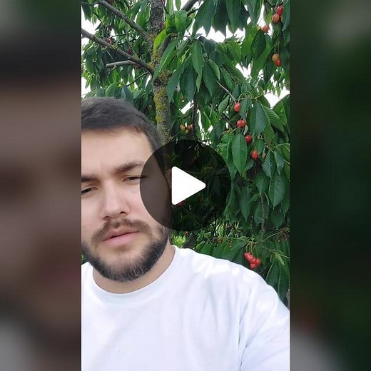 Cherry Picking Tips from a Lush Orchard Setting