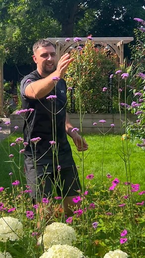 What do you think to this 3 plant combo? 🤩 Has the Verbena Bonariensis in that you loved in my last video along with Hydrangea Annabelle and Geranium Psilostemon. 💚 It takes my breath away whenever I go out and the bees absolutely love it!!! 🙌🏽 #plants #gardening #plantlover #plantsmakepeoplehappy #mygarden #gardenersworld #gardener | Green Fingered City Boy