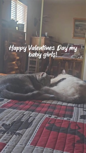 Valentine Kitties