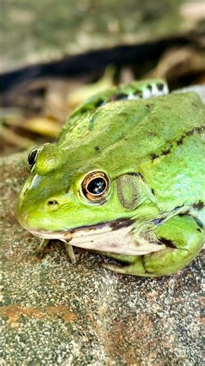 Backyard Reptiles and Amphibians & Pets