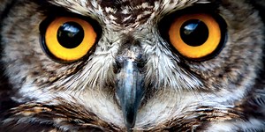 Knowing if you’re a night owl or an early bird could help you do better on tests and scams