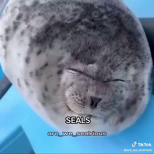 Discover the Adorable World of Seals Today