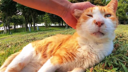 Adorable Orange Baby Cat Videos You Can't Miss