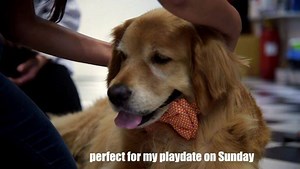 2.5K views · 80 reactions | Coco is an important and busy doggie but he stops by our #Gurgaon Store every evening to say Hi, give us a paw and check out our new products ❤ . If you're wondering where our store is, it's at DLF Club 5, Shop 1, Opp. Trinity Tower, DLF Pase 5, Sector 53  . #PetsAreFamily #HeadsUpForTails #CelebratingLifeWithPets | Heads Up For Tails | Facebook