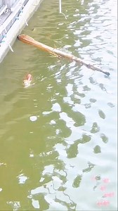 A man rescues a cat from drowning. #cat #catsoftiktok #straycat #rescuecatsoftiktok #catrescue #animalrescue #fyp #catloversoftiktok #saveanimal #viralvideo #cutecatvideo #to | Pets Love Family tv