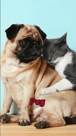 Top 5 Dog Breeds That Get Along with Cats