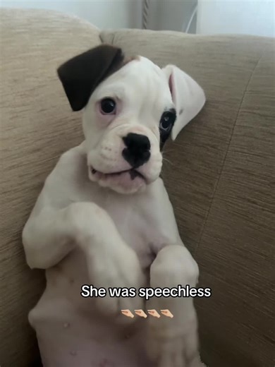 🤣🤣🤣🤣🤣🤣 #mollythewhiteboxer | Boxer Dog
