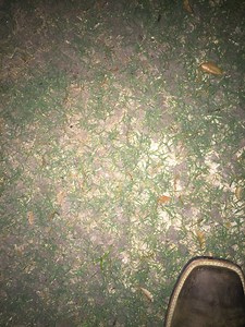 Are these earthworms in my bermuda?