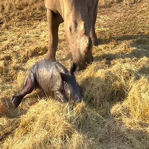 13 reactions | Incredible footage of rhino calf birth | Craftee | Facebook