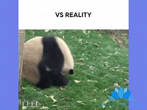 How i wish my yoga realities are as cute as this panda..lol