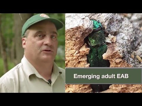 In Pursuit of Invasive Species: Ontario Forests