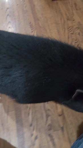 Potbelly Pig's Dinner Time Drama