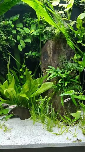 Juwel Lido 200 Aquarium Einrichtungsbeispiel mit Aufzuchtbecken DIY