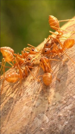 What Happens When an Ant Dies? 🐜⚰️ || The Surprising Truth...#WeirdNature #shorts