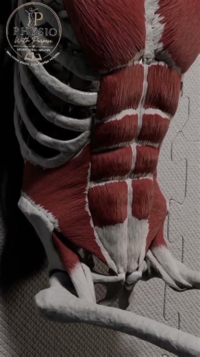Rectus Abdominis Explained | Six-Pack Muscle Anatomy 💪