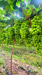 🍇🍇🍇 #Anggurimport #Tablegrape | Vick T