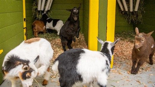 Meet the 7 newest baby goats at Tacoma's Point Defiance Zoo