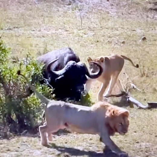 Lion pride ambushes Cape Buffalo: Incredible survival footage