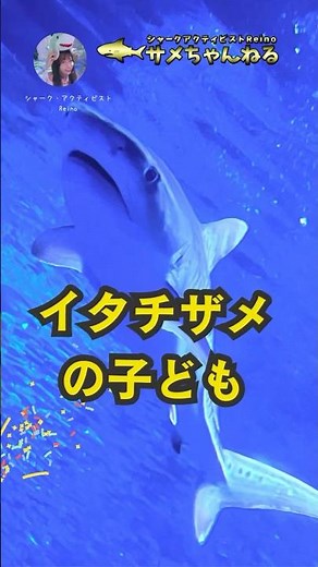 水族館レポ！イタチザメの赤ちゃん？子ども？八景島シーパラダイス2025年1月 #サメ #イタチザメ #サメ大好き #サメ好き