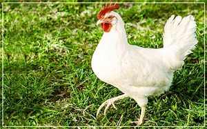 California White Chickens - Breed Profile & Facts - LearnPoultry
