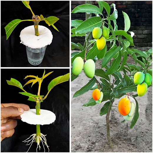 193K views · 1.5K reactions | How to propagate mango tree from cutting || grow mango tree cutting | Rana Craft | Facebook