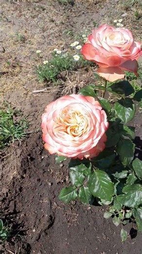 Gardeners Can’t Stop Talking About This Rose 🌹| Kahala Rose Magic 🌸