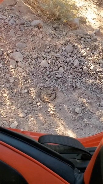 Breezie stepped on a Sidewinder Rattlesnake. Contrary to belief, some snakes are kind. As soon as she opened the car door, she was within striking distance. Breezie didn't see the snake because it blended in so well. She, heel and all, stepped on it! I put a picture at the end of the video where it shows just that. That snake could've bit her many times in a 30 second time frame but chose not too. This happened to us last spring out in KOFA, and we will never forget the blessings the snake gave 