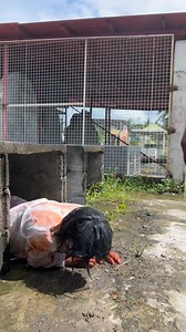 72K views · 1.9K reactions | “Triller” challenge accepted #halloween2025 #bisayakovlogs #entertainmentreels #fbreelsfypシ゚ #funnyreels | Joeffrey Batoy Laborte | Facebook