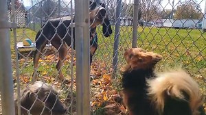 Huckleberry Hound is a resilient and loving dog who overcame a difficult beginning to become the wonderful companion he is today. His early life was challenging, marked by irresponsible owners who neglected his safety. This is when Huck fell from the back of a moving truck, resulting in a severe injury to his right leg. Due to the extent of the damage & length of time left untreated, his leg had to be amputated. While unfortunate, this is when Huck got his new beginning with HERO. Post-Opt & now