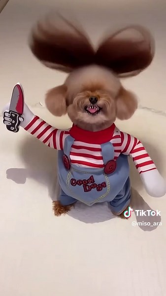 누가 제일 잘 어울리나요?? #wink #winkai #미소아라티티 #misoara #미소아라 #pet #dog #강아지 #반려견