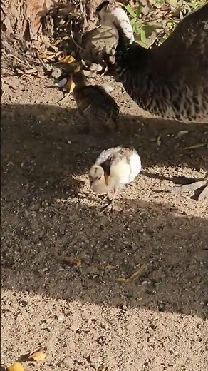 Adorable Little Peacocks Up Close | Baby Birds 💖🦚