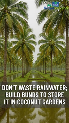 Parachute Kalpavriksha on Instagram: "Rainwater should not be wasted in coconut gardens, as it is a valuable natural resource for tree growth. By constructing proper bunds and water-harvesting structures, rainwater can be effectively stored and allowed to percolate into the soil. This improves groundwater recharge, maintains soil moisture for longer periods, reduces dependence on external irrigation, and supports healthier coconut trees with better yield, especially during dry seasons. #parachut